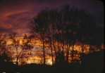 Trees at sunset in Mourmelon le Grand