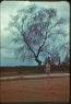 Trees, champs de Mourmelon – Cecile N. McCann standing