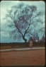 Trees, champs de Mourmelon – Cecile N. McCann standing