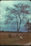 Trees, champs de Mourmelon – Cecile N. McCann seated