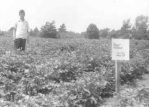 1947 Ed Collins, Jr. in potato field at Cathedral Farm