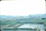 Korean Rice Fields