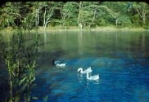 Swans at Beppu High School
